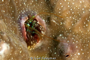 Coral Hermit Crab by Iyad Suleyman 